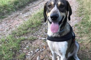 Prix Éducateur Canin Beauvais | 100 Éducations